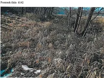 Prodej lesa, Tis, 906 m2