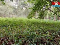 Prodej louky, Bystřice, 682 m2