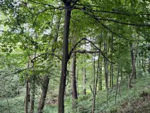 Prodej podílu lesa, Staříč, 16254 m2