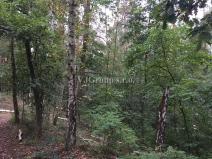 Prodej lesa, Bradlec, 4578 m2