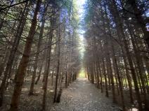 Prodej lesa, Lánov - Horní Lánov, 15996 m2