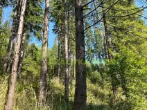 Prodej lesa, Nýdek, 16920 m2