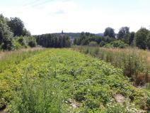 Prodej pozemku, Stráž, 15644 m2