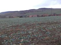 Dražba pole, Morkůvky, 6867 m2