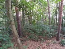 Prodej lesa, Mostkovice, 576 m2