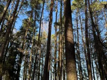 Prodej pozemku, Slabčice, 9236 m2