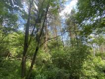 Prodej lesa, Slavičky - Pozďátky, 6551 m2