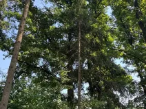 Prodej lesa, Bolehošť, 3558 m2