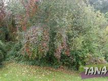 Prodej pozemku pro bydlení, Mladějov, 382 m2