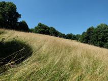 Prodej louky, Vyškovec, 4953 m2