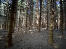 Prodej lesa, Lánov - Horní Lánov, 15278 m2