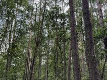 Prodej podílu lesa, Břehy, 2081 m2