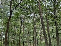 Prodej podílu lesa, Břehy, 2081 m2