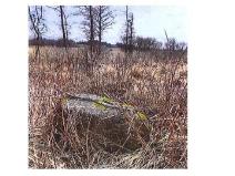 Prodej lesa, Přeckov, 87000 m2