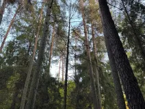 Prodej lesa, Velká Polom, 1538 m2