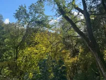 Prodej lesa, Strážiště, 2266 m2