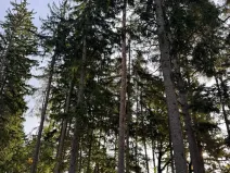 Prodej lesa, Keblov, 3400 m2