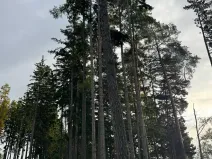 Prodej lesa, Keblov, 3400 m2