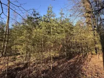 Prodej lesa, Pardubice, 8225 m2