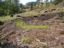 Prodej lesa, Růžďka, 21209 m2