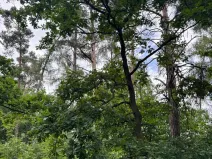 Prodej lesa, Bavorov, 10907 m2