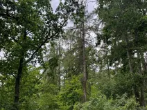 Prodej lesa, Bavorov, 10907 m2