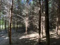 Prodej lesa, Lánov - Horní Lánov, 15278 m2