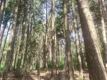 Prodej lesa, Kněždub, 671 m2