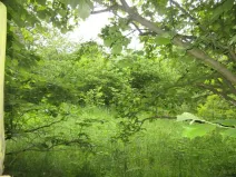 Prodej pozemku, Čížová, 2006 m2