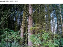 Prodej lesa, Dolní Cerekev, 11509 m2