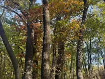 Prodej lesa, Jeníkovice, 12606 m2