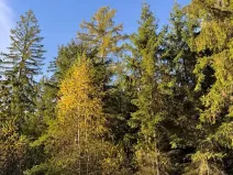 Prodej lesa, Havlovice, 13402 m2