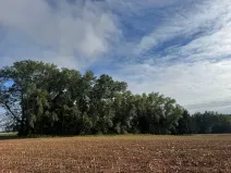 Prodej podílu lesa, Nová Paka, 2049 m2