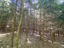 Prodej lesa, Lánov - Horní Lánov, 11269 m2