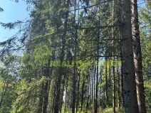 Prodej lesa, Nýdek, 16920 m2