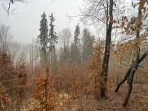 Prodej lesa, Jedlí, 1198 m2