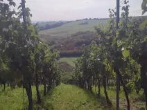 Prodej sadu/vinice, Blučina, 2677 m2