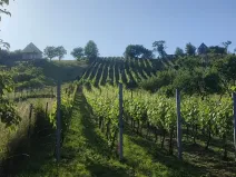 Prodej sadu/vinice, Blučina, 2677 m2