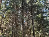 Prodej lesa, Ločenice, 11790 m2