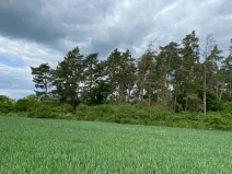 Dražba lesa, Blížejov, 1122 m2