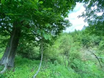 Dražba lesa, Blížejov, 4481 m2