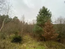 Dražba lesa, Šarovy, 11619 m2