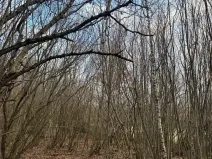 Prodej lesa, Kolinec, 1837 m2