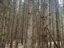 Prodej lesa, Dvory nad Lužnicí, 3483 m2