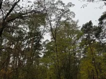 Prodej lesa, Budyně nad Ohří, 3763 m2