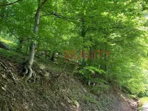 Prodej lesa, Třinec, 102143 m2