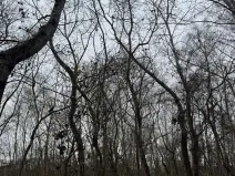 Prodej lesa, Moravský Písek, 4838 m2