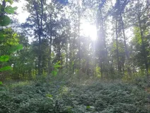 Prodej lesa, Bohuslavice, 11442 m2