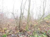 Dražba zahrady, Staré Město, 490 m2