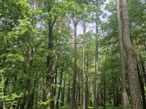 Prodej lesa, Paceřice, 4924 m2